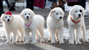 Santa Paws 2: The Santa Pups (2012)