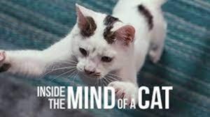 Inside the Mind of a Cat (2022)